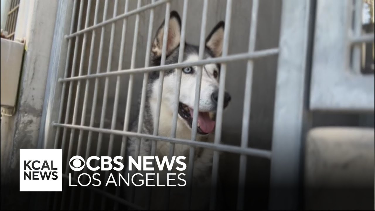 Temporary moratorium on dog breeding helps shelter animals find their forever homes