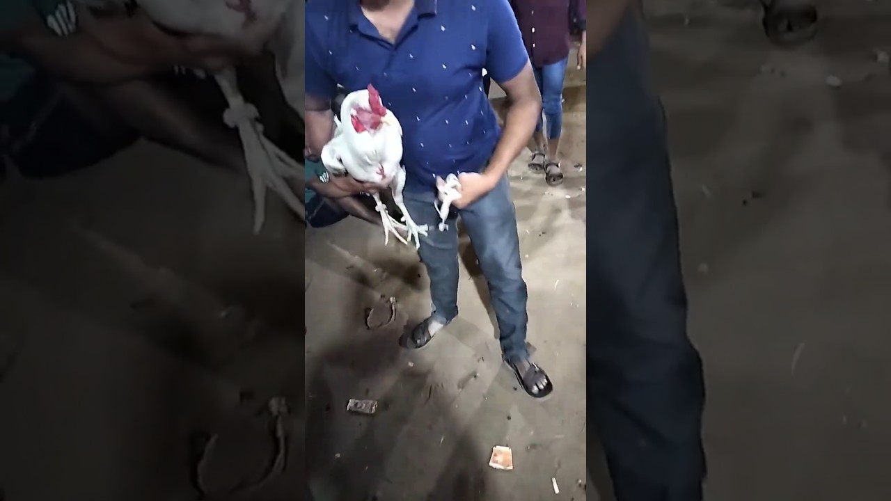 Sankranti celebrations 1 lakh betting money 