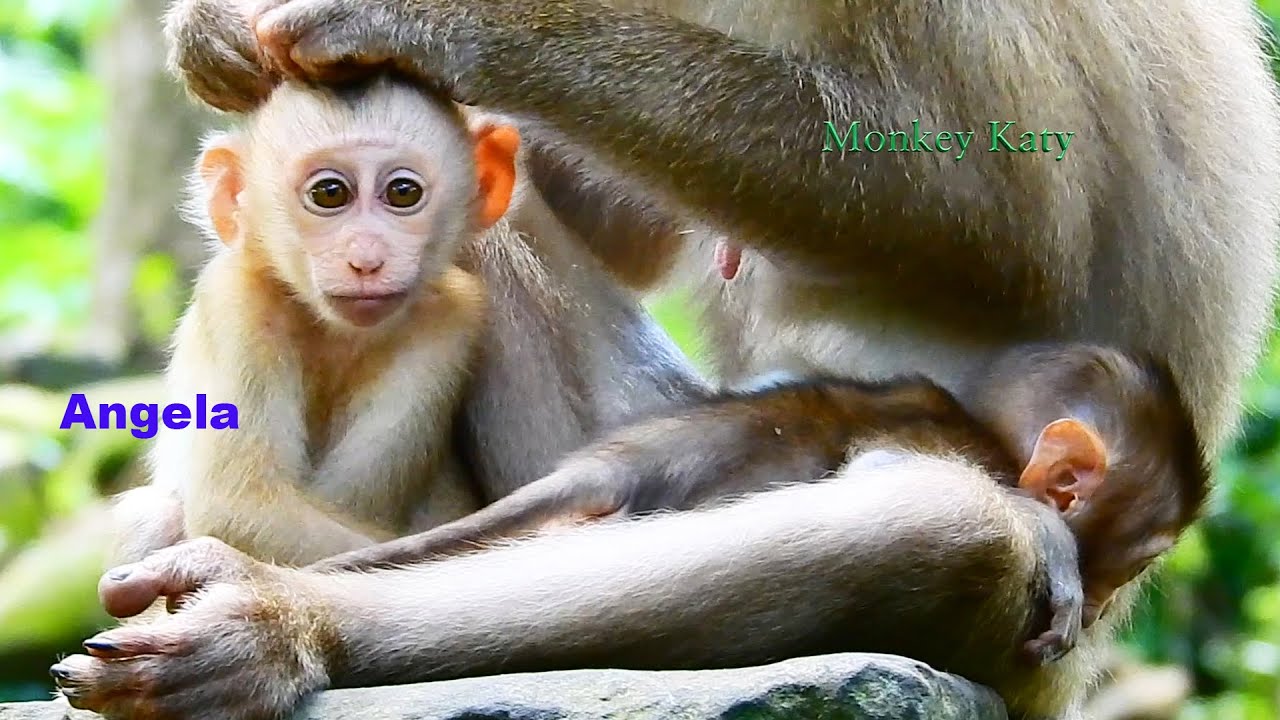 Oh My God! New Abandon Angela request milk from Libby but Libby warn her & crying loudly