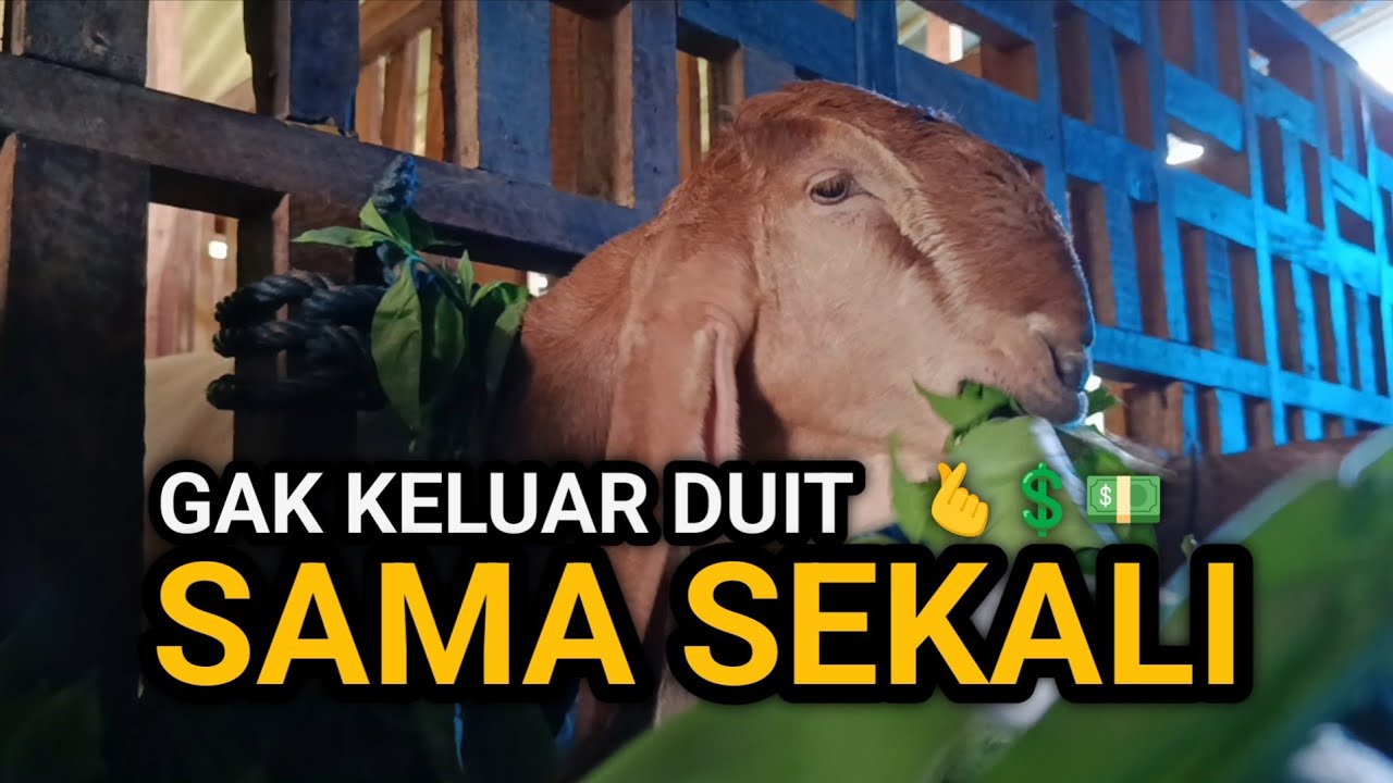 Gak Keluar Duit Sama Sekali! 7 Pakan Gratis yang Bikin Bobot Kambing Naik Terus 
