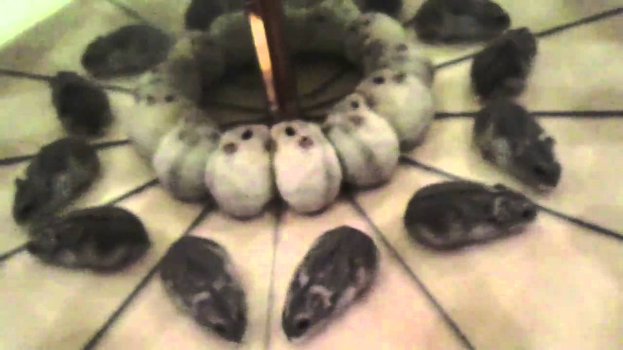 Cute Hamsters Playing with Reflection - Hilarious Video!