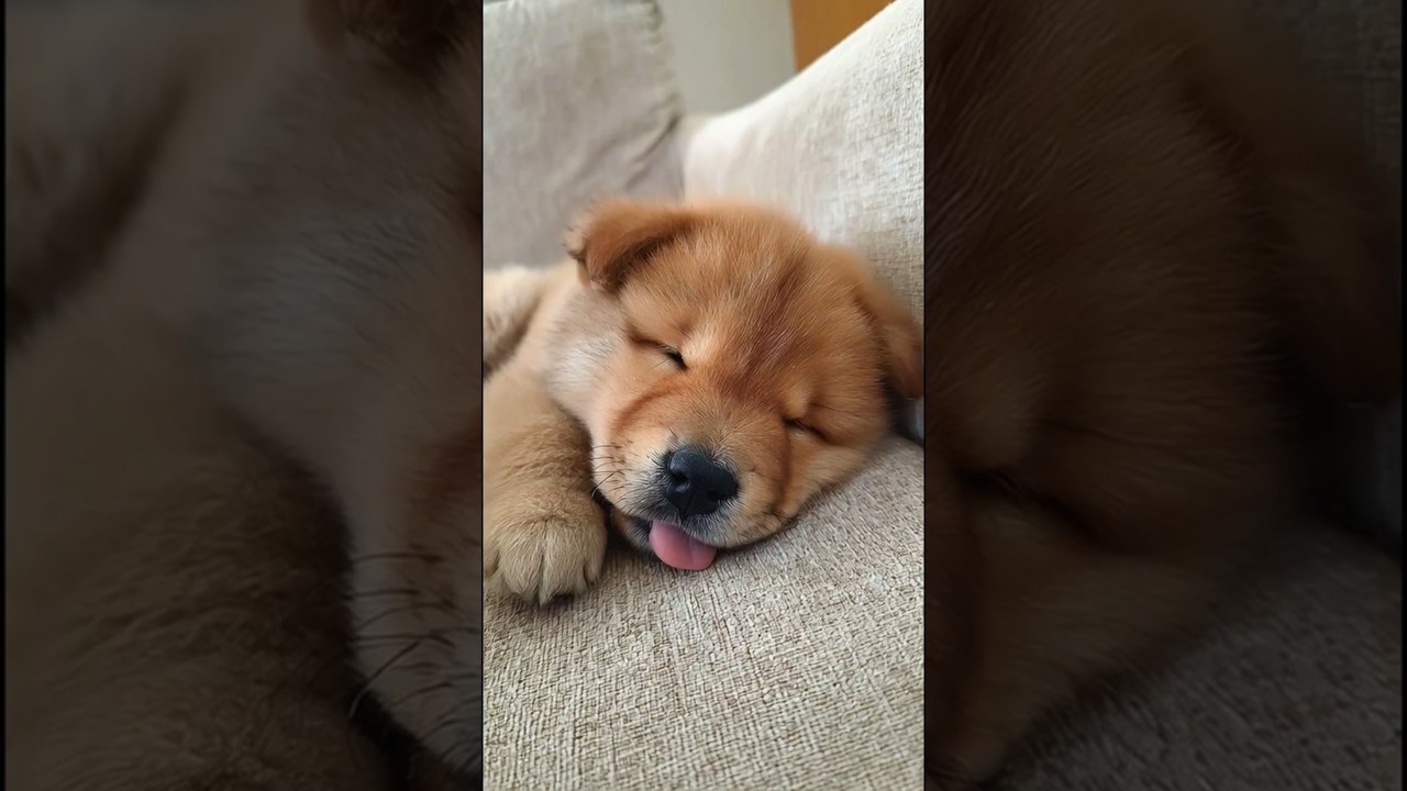 Why is this puppy so peaceful? #puppy #peace #calm