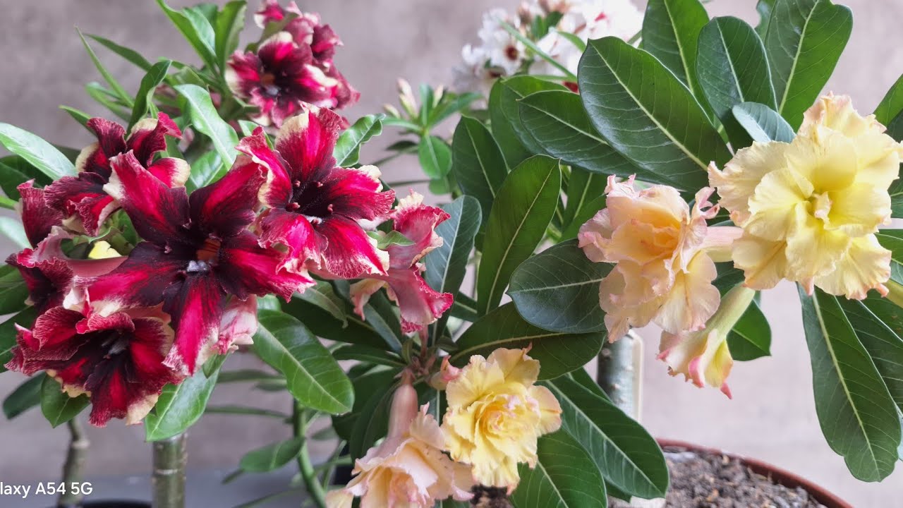 MUITAS FLORES DE ROSA DO DESERTO!VENHA VER❤️❤️❤️
