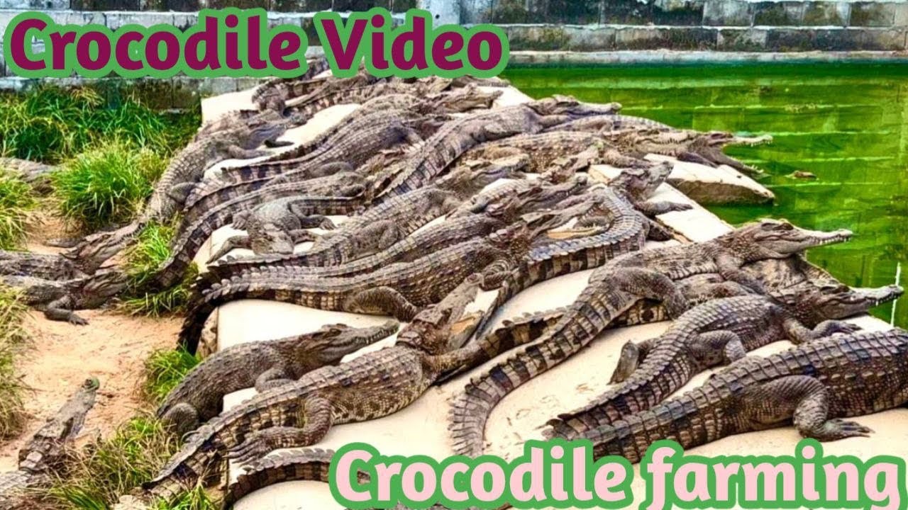 Little Crocodiles, Crocodiles farm video, Alligator