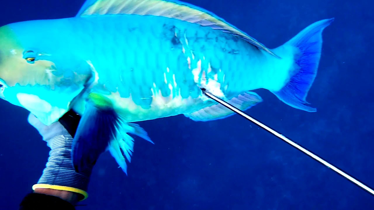 Spearfishing Raiatea VII