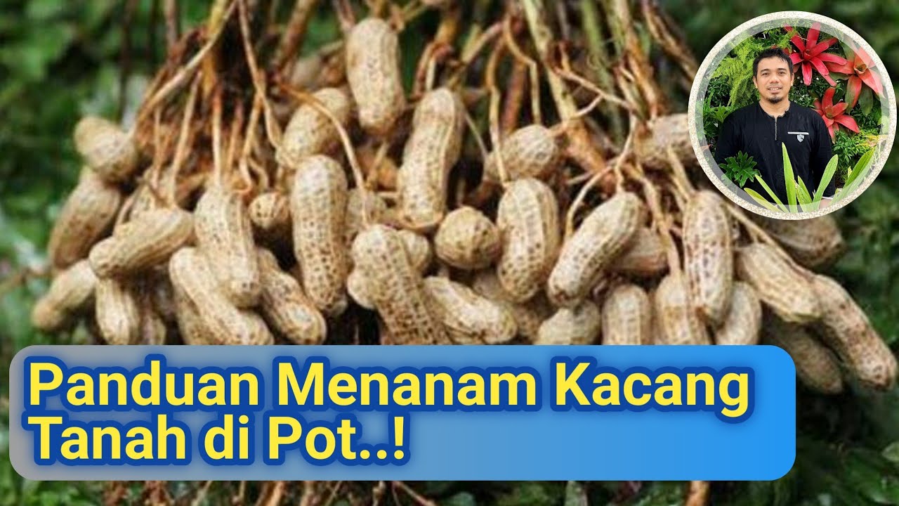 Cara menanam kacang tanah di pot (polybag), Panduan Lengkap Menanam Kacang Tanah di Lahan Sempit..!!