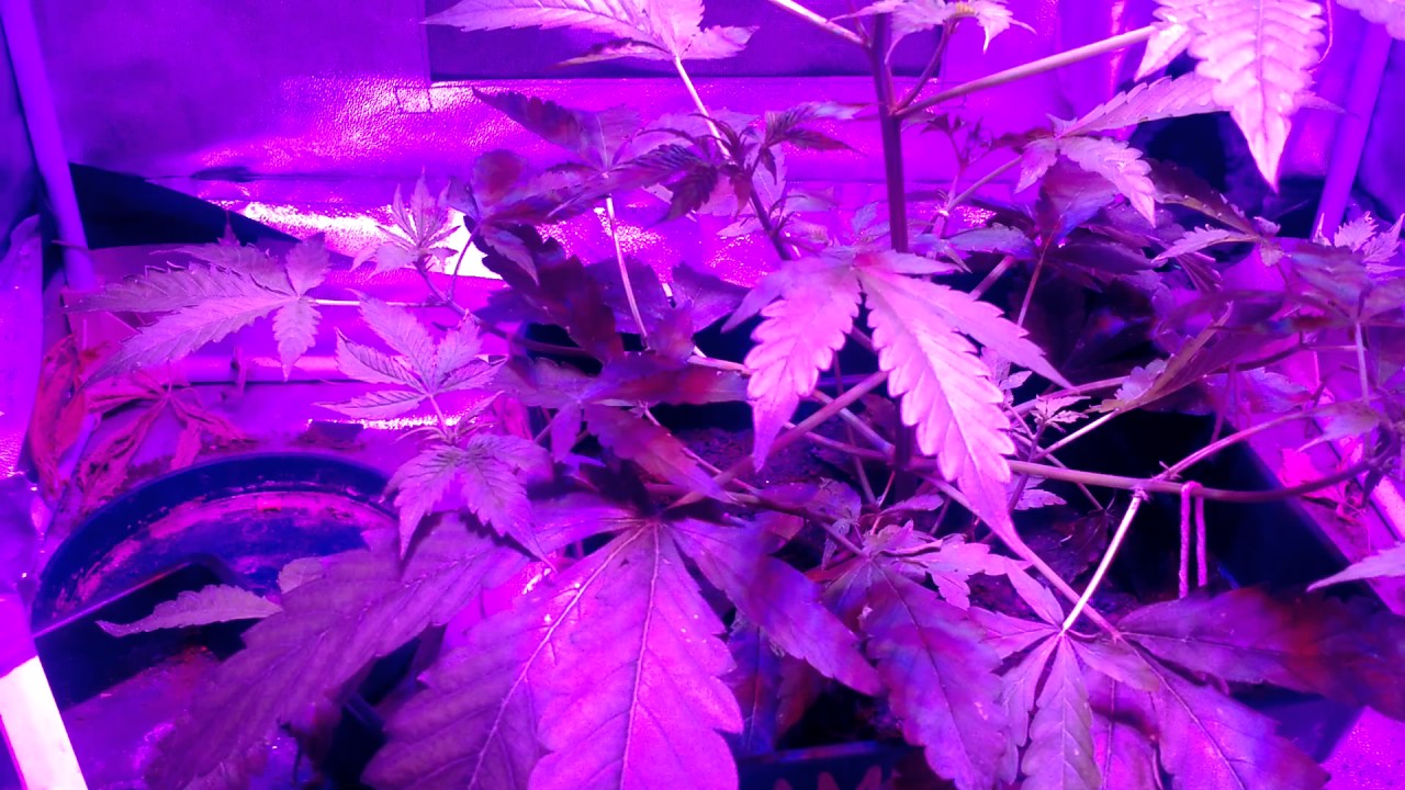 Seguimiento Amnesia Gold Auto