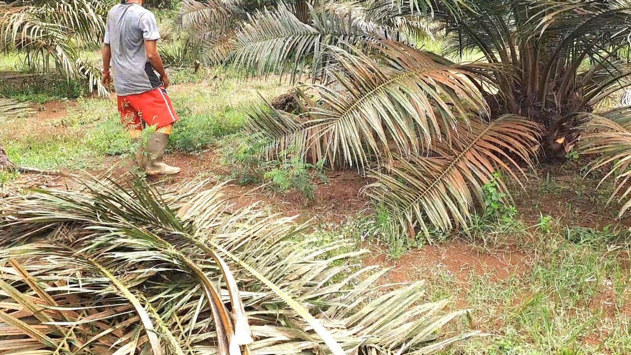 PRUNING SAWIT MUDA 