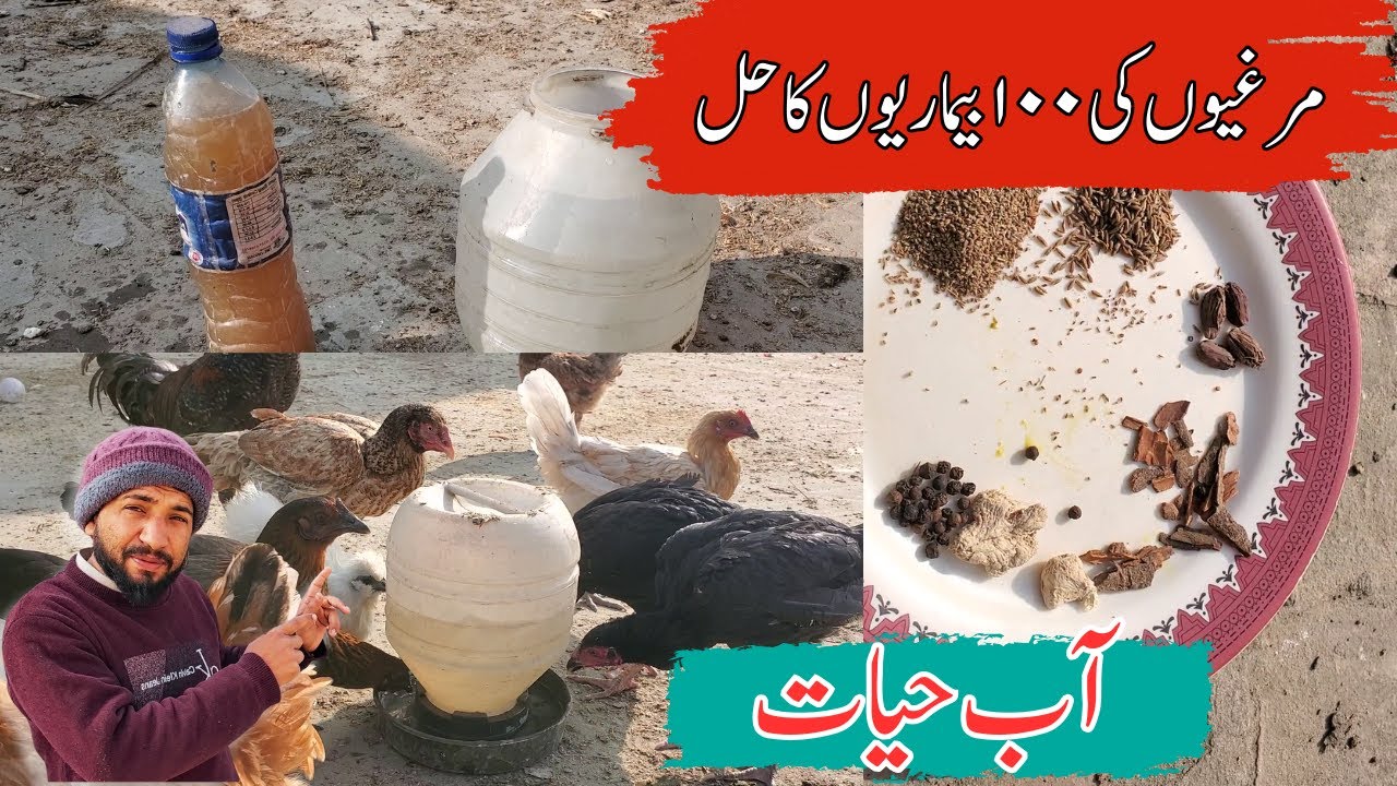 Sardiyon Mein Murgiyon Ki 100 Bimariyon Ka Hal | Aaby-e-Hayat Kawa | Desi Ilaj