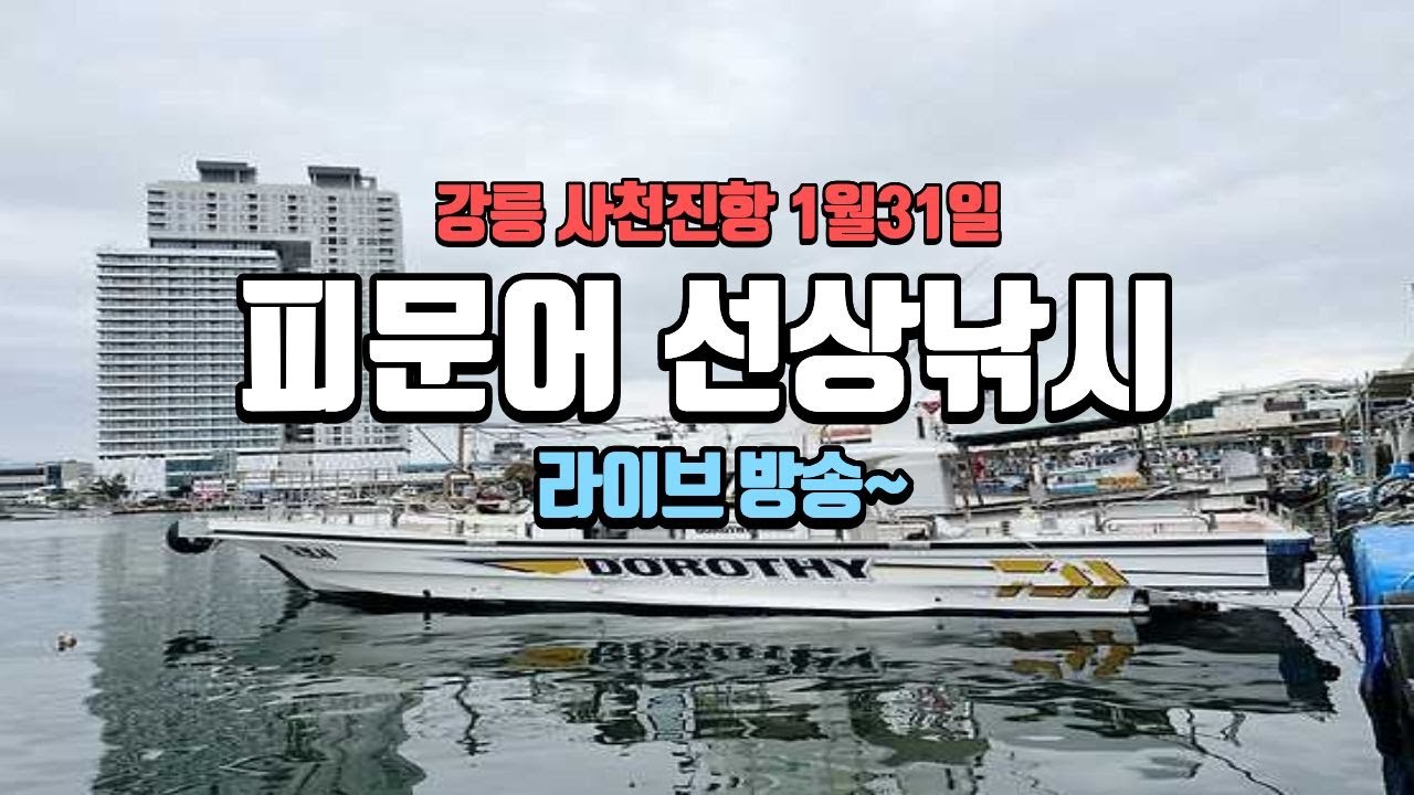 사천진항 1월 31일 피문어 선상낚시 라이브 1