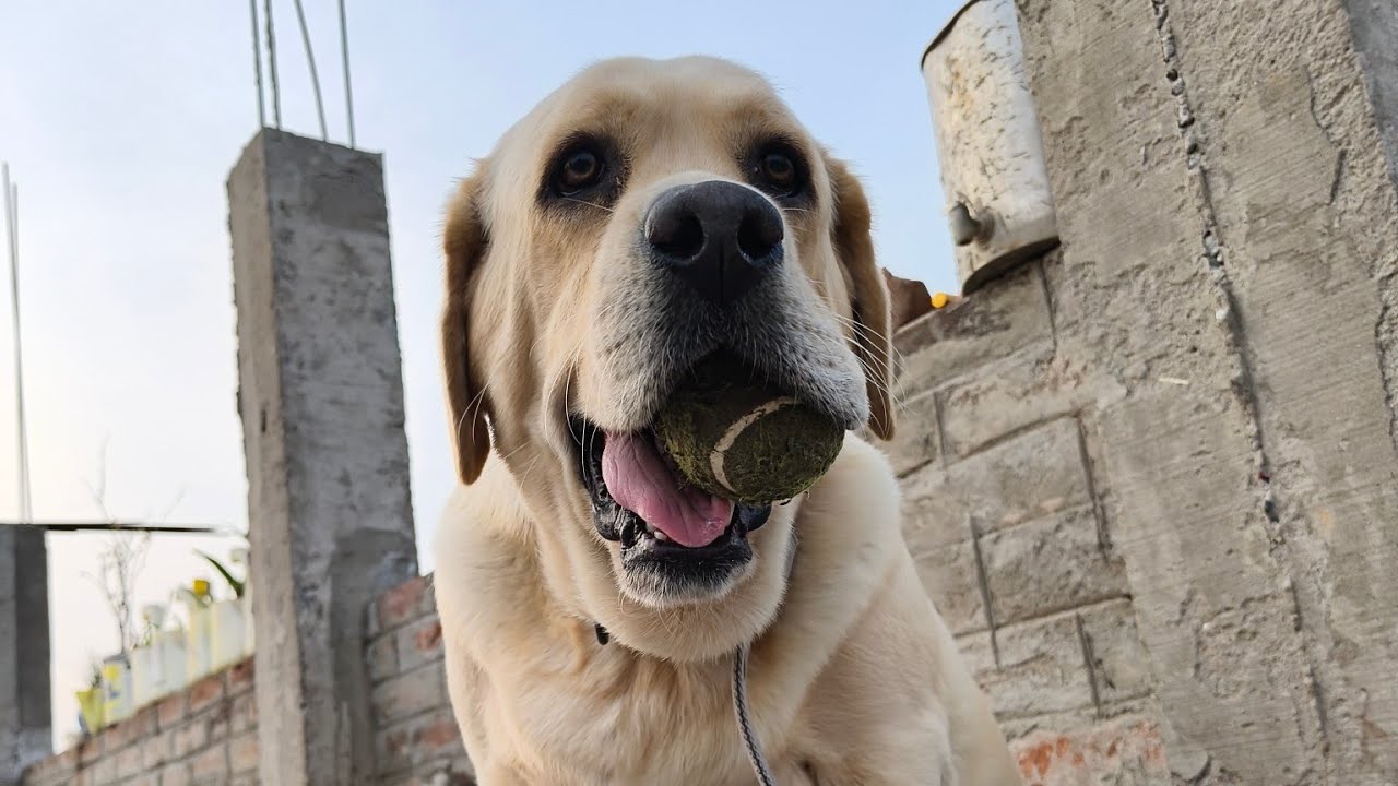 Labrador lover is live