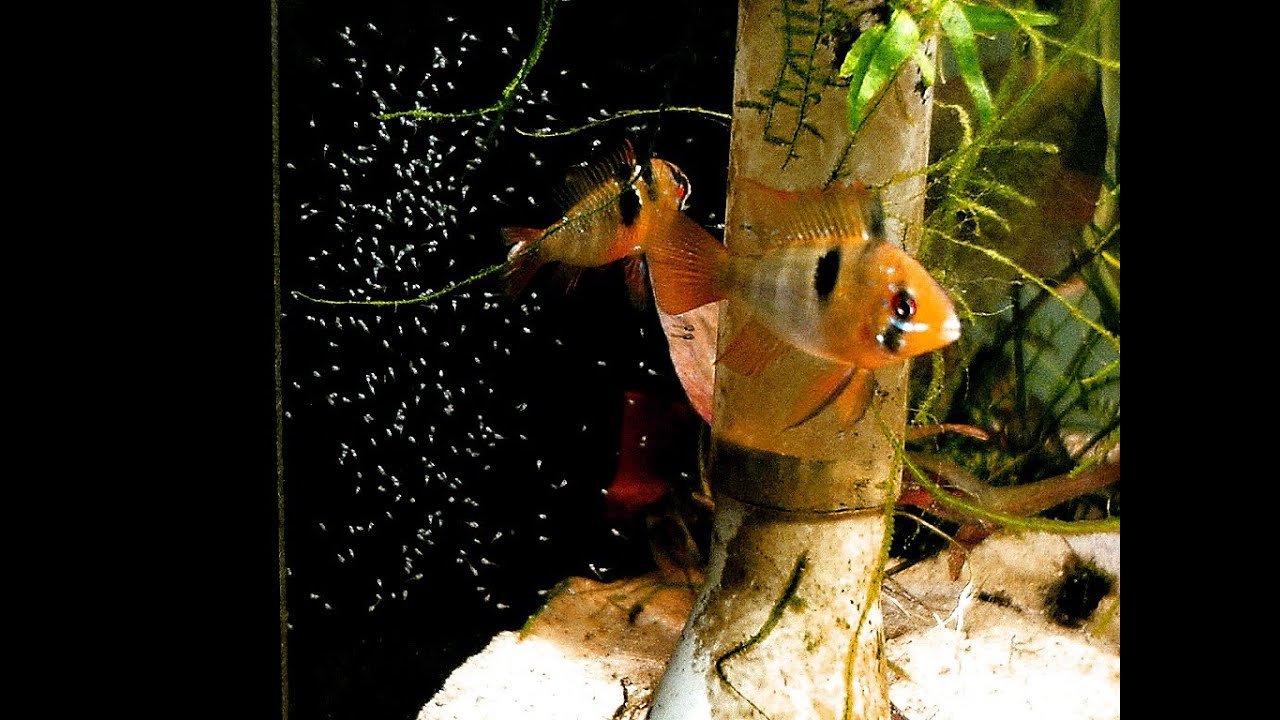 Allevare e riprodurre Mikrogeophagus Ramirezi-Zio Pesce-acquari