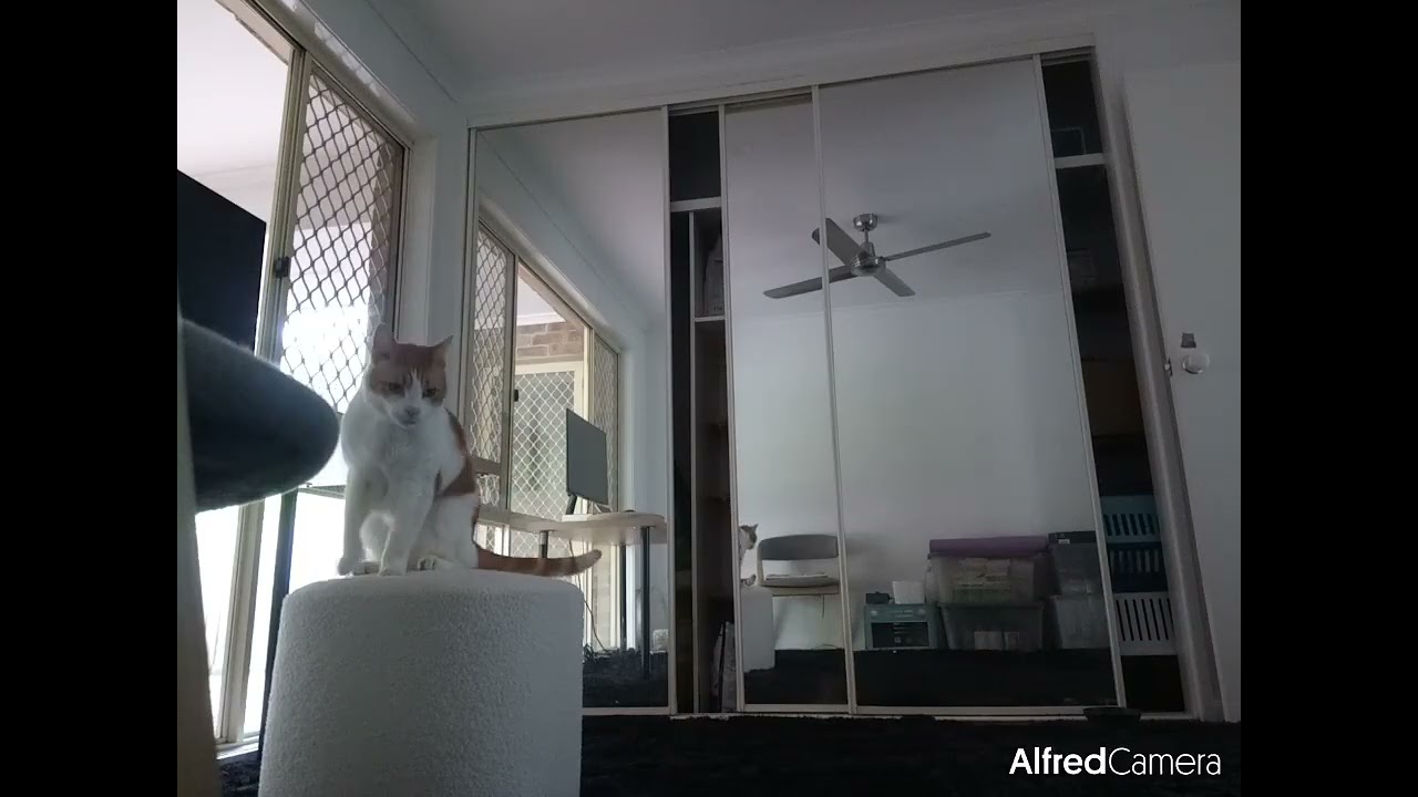 20 November 2024 Mimi cat video Alfred camera testing 