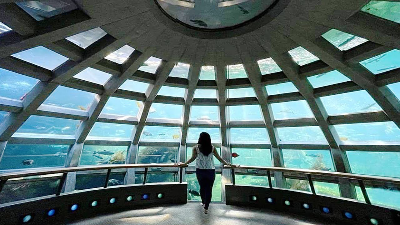 Inside Seattle's *LARGEST* Aquarium!! - (Tour)
