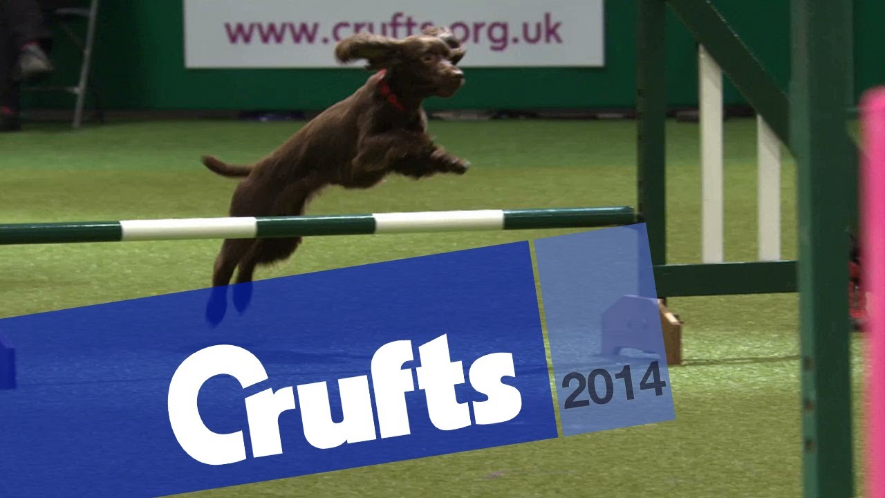 Agility - Championship Final | Crufts 2014