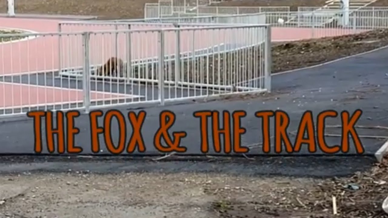 THE FOX & THE TRACK - PART 5