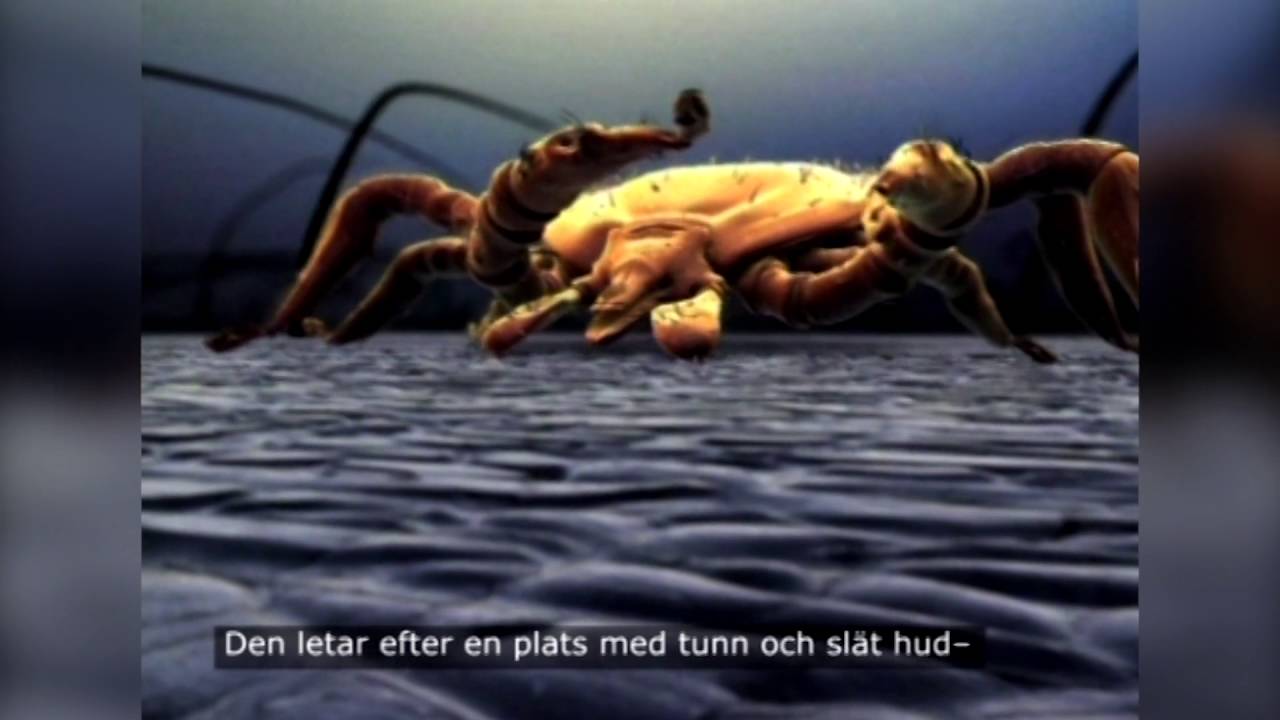 Animerad video om f&auml;stingar