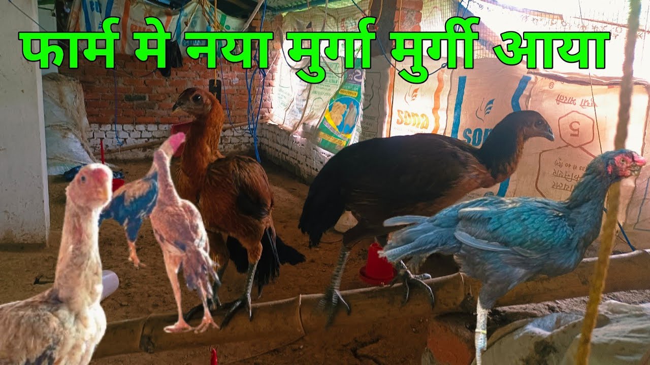 फार्म मे नया मुर्गा मुर्गी आया / Farm me nya murga murgi aaya