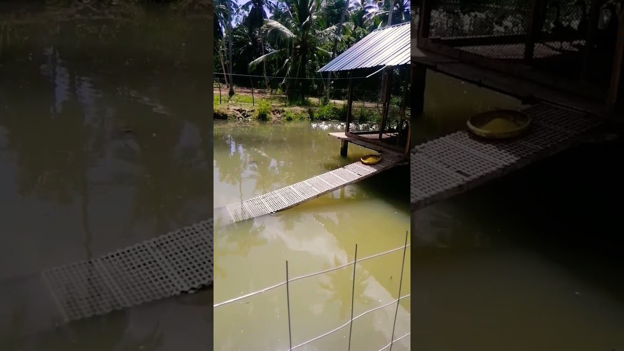 Duck fish integration system 🦆🐟 #farming #agriculture