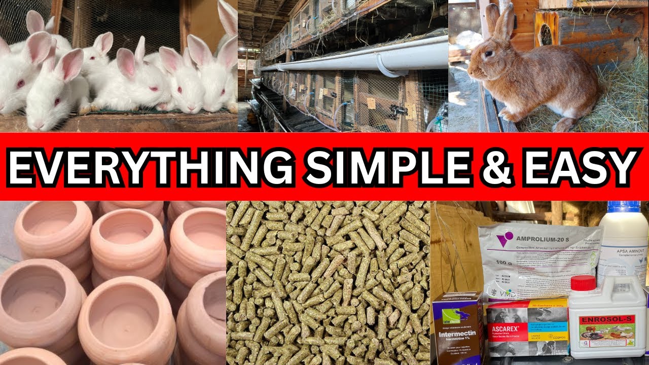 Discover the Secrets to a Successful Rabbit Farm