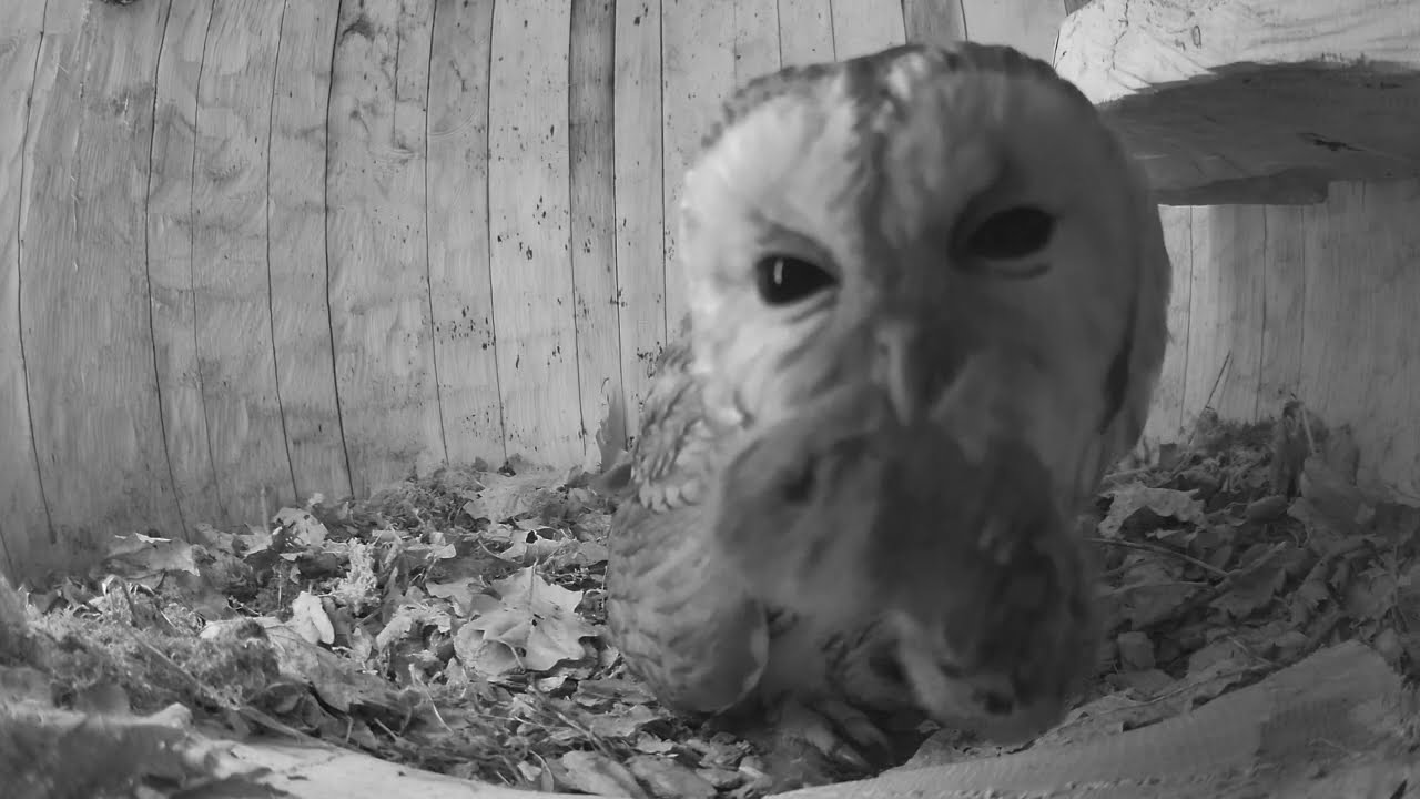 Tawny Owl gets fed voles as she incubates 3 eggs!