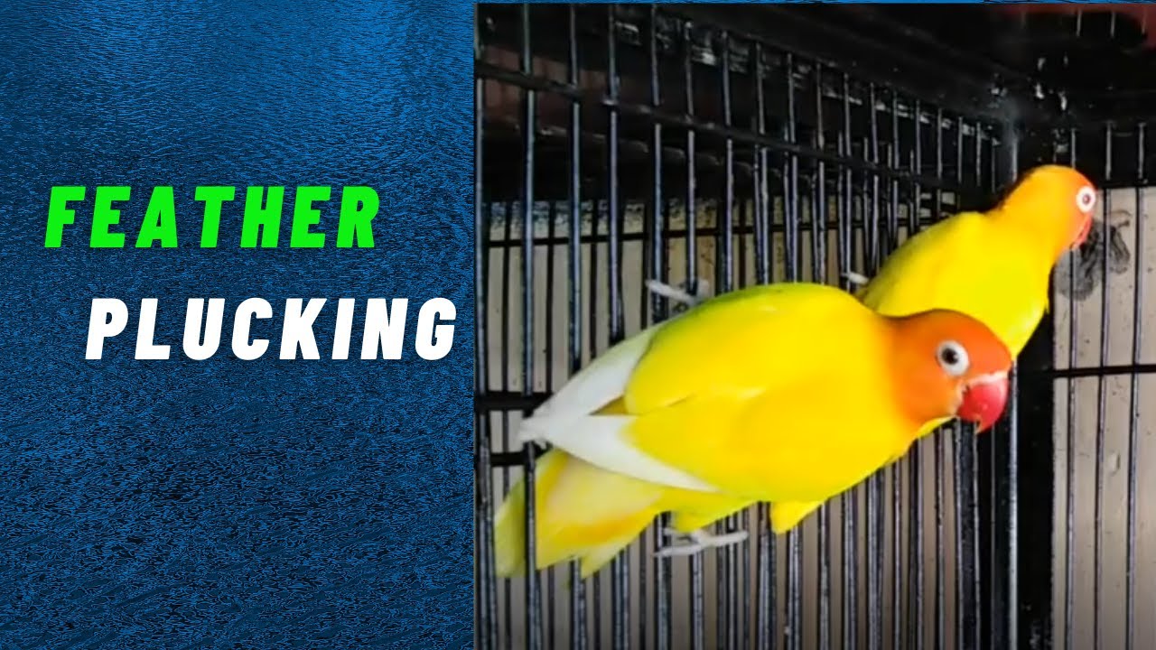 Feather Plucking in lovebirds | Reasons of plucking | Urdu/Hindi