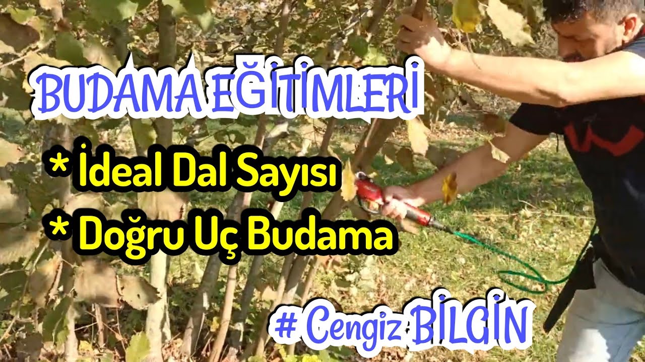 CENGİZ BİLGİN 'den Hi&ccedil; Budanmamış Fındık Ocağı 'nda Dal Seyreltme ve U&Ccedil; BUDAMA Nasıl Yapılır ?
