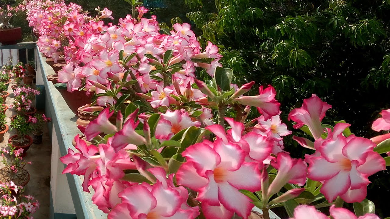 No Secrets of Getting Tons of Adenium Flowers [ Get answers to 4 simple questions]
