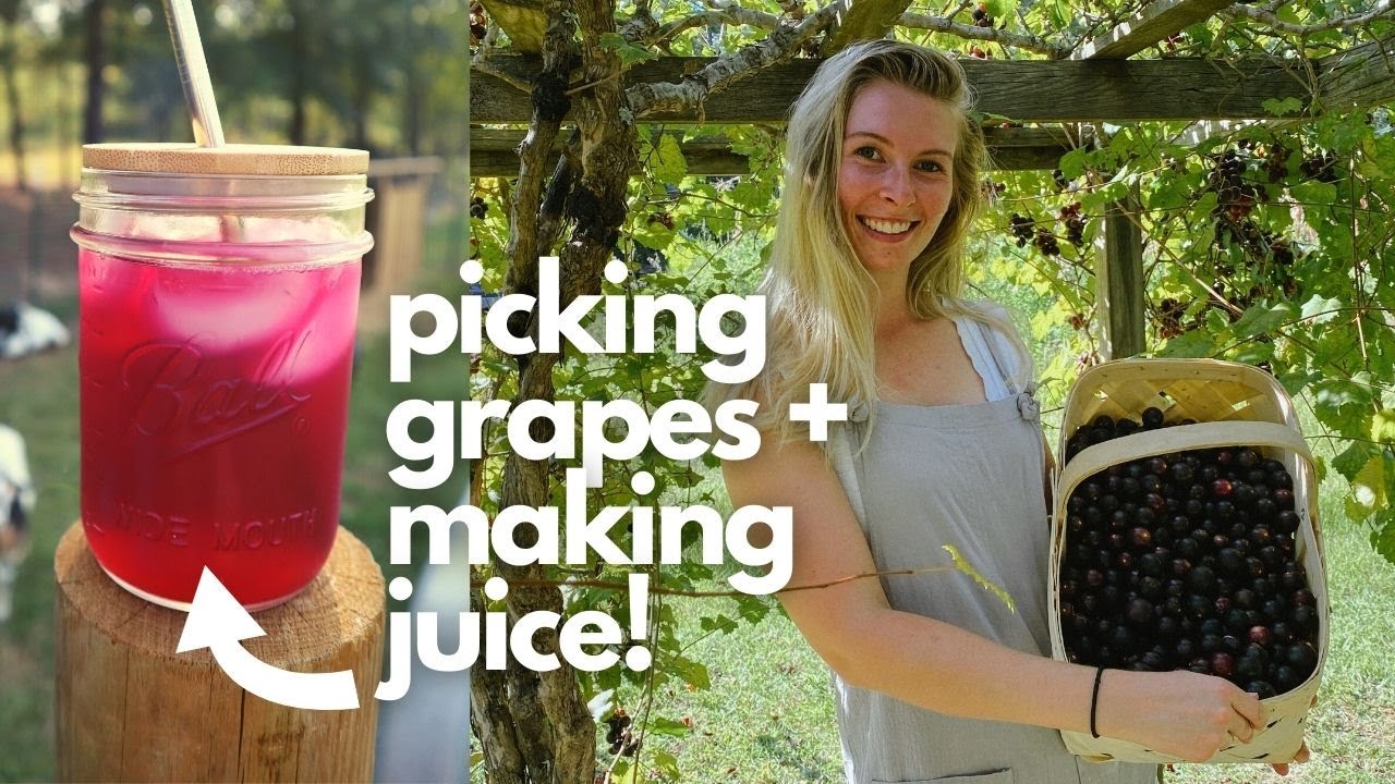 PICKING MUSCADINE GRAPES + MAKING GRAPE JUICE! | The Galloway Farm