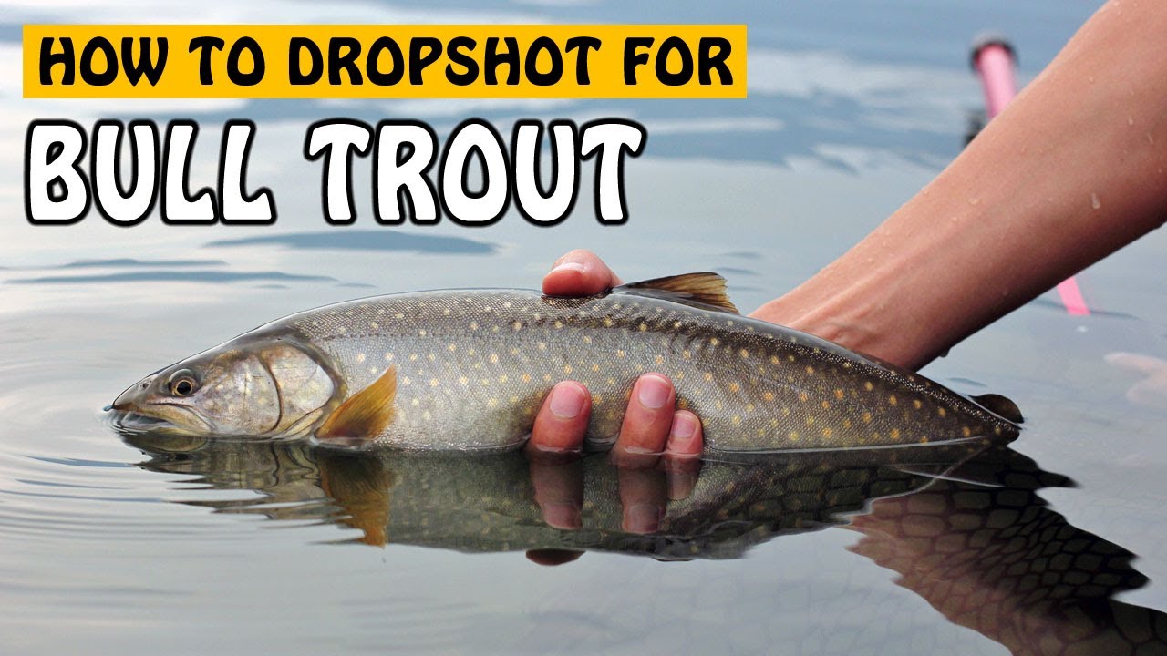 DROPSHOTTING FOR BULL TROUT FISHING | Fishing with Rod