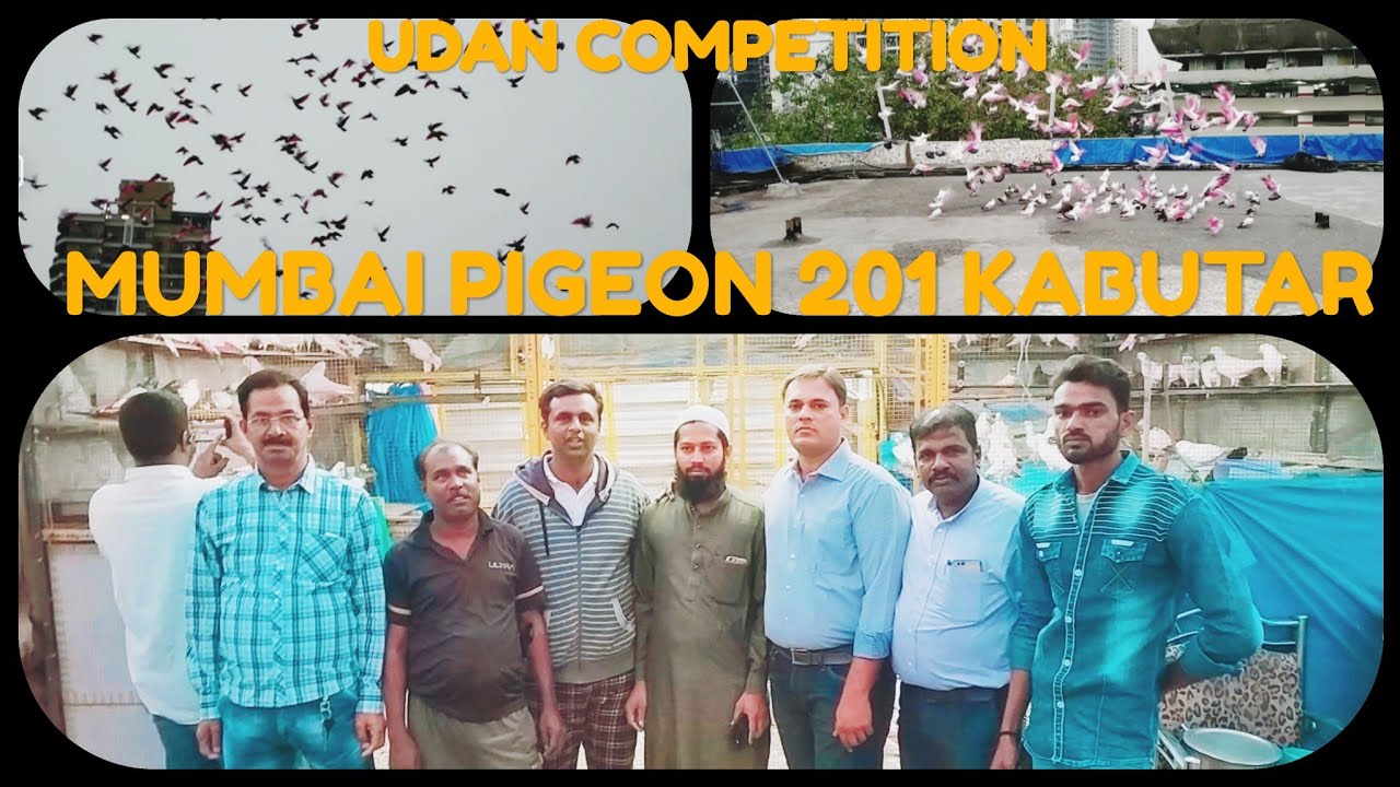 Mumbai Pigeon 201 Kabutar Udaan - Match 1