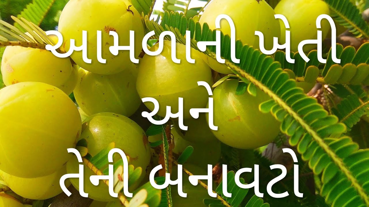 ફાયદાકારક આમળાની ખેતી અને તેની બનાવટો વિશે વિગતે વાત.