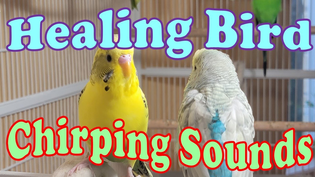 10 Hr Joyful Parakeets Playing Eating & Singing, Budgies Chirping. Help Stressed lonely Birds Videos