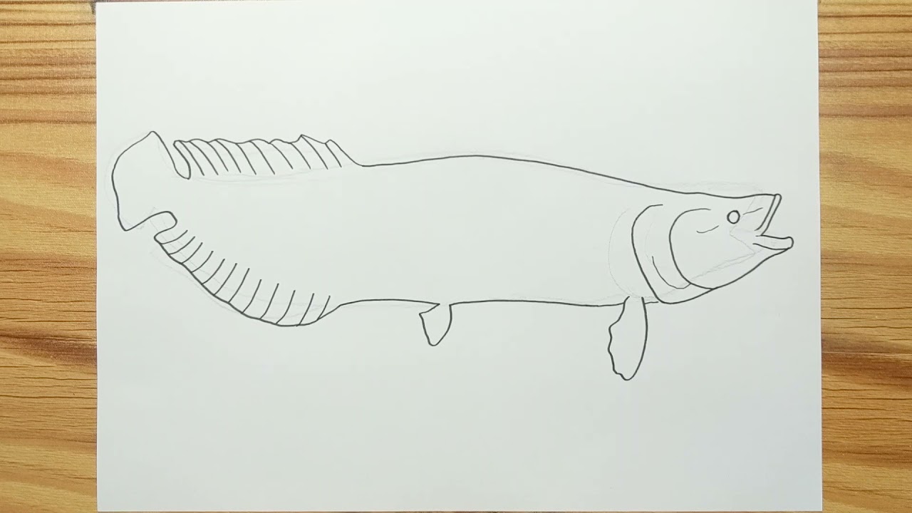 How to draw ARAPAIMA FISH