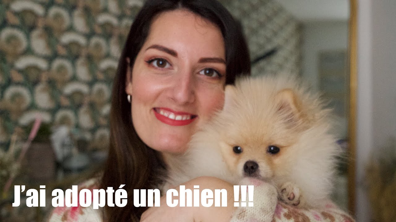 J'ai adopt&eacute; un Loulou de Pom&eacute;ranie ou Spitz Nain ( Caract&egrave;re, Propret&eacute;, Entretien ..)