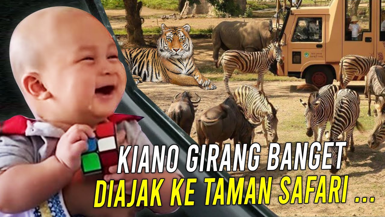KIANO MENGAUM SINGANYA PADA KABUR !! KIANO TIGER WONG MEMANG SI RAJA HUTAN !!!