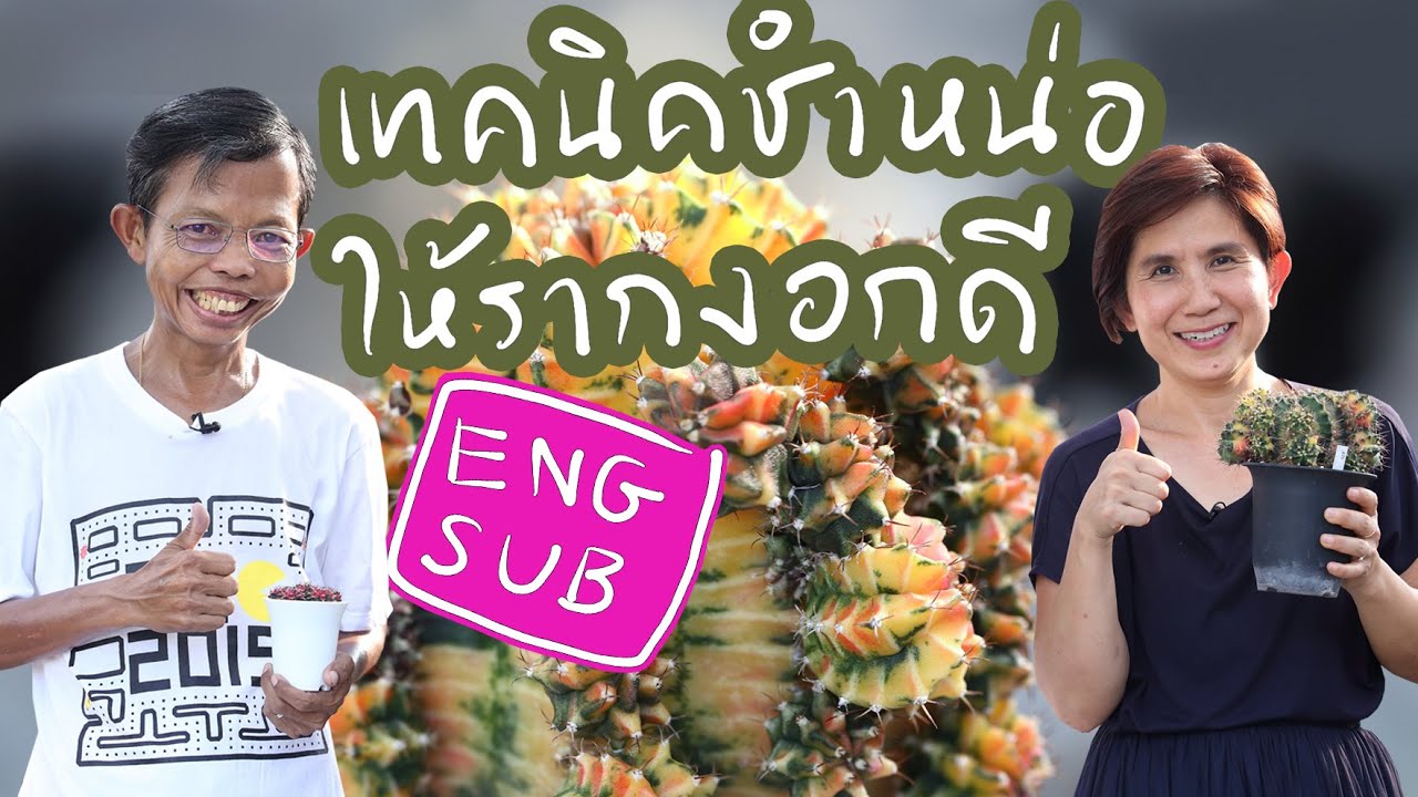 วิธีชำหน่อแคคตัส  รากงอกดี ทำง่ายมาก | Cactus Journey EP.37