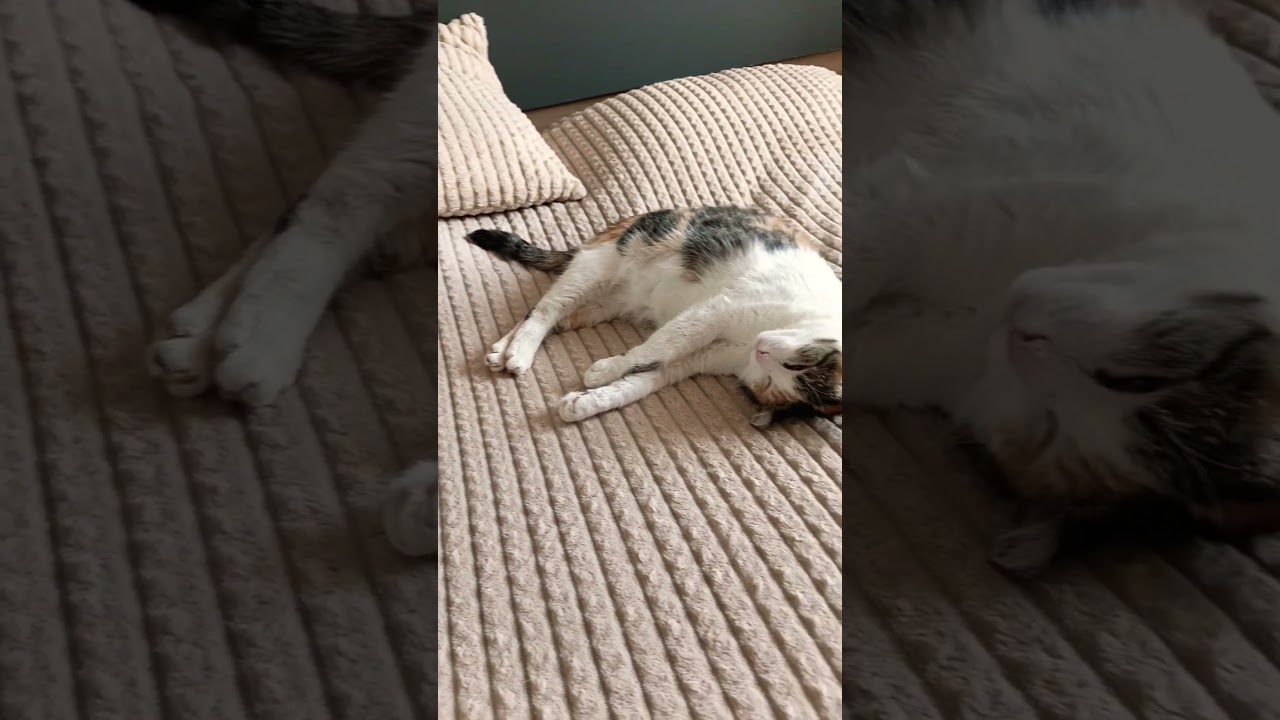 мои три мохножопика #cat #моякошка