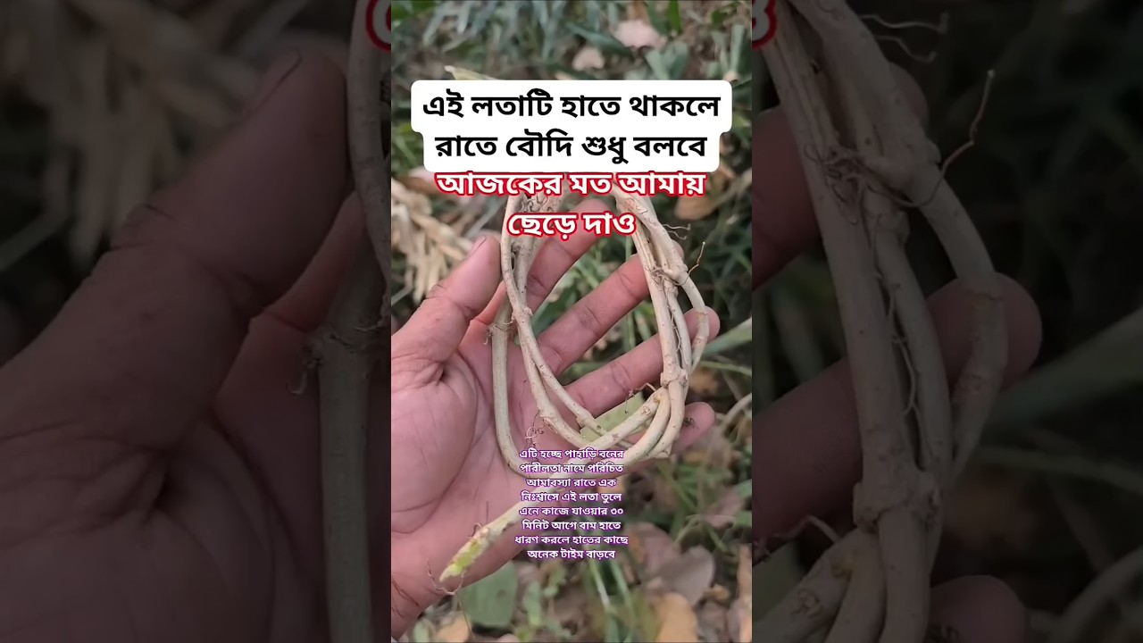 #plantsofindia #rośliny #shortvideo#rośliny ogrodowe #ogrodowe rośliny ogrodowe แกลบ.