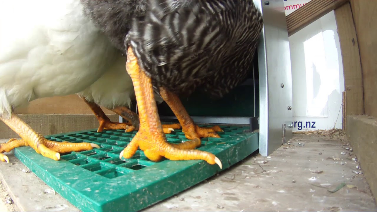Feed O Matic Chicken feeder