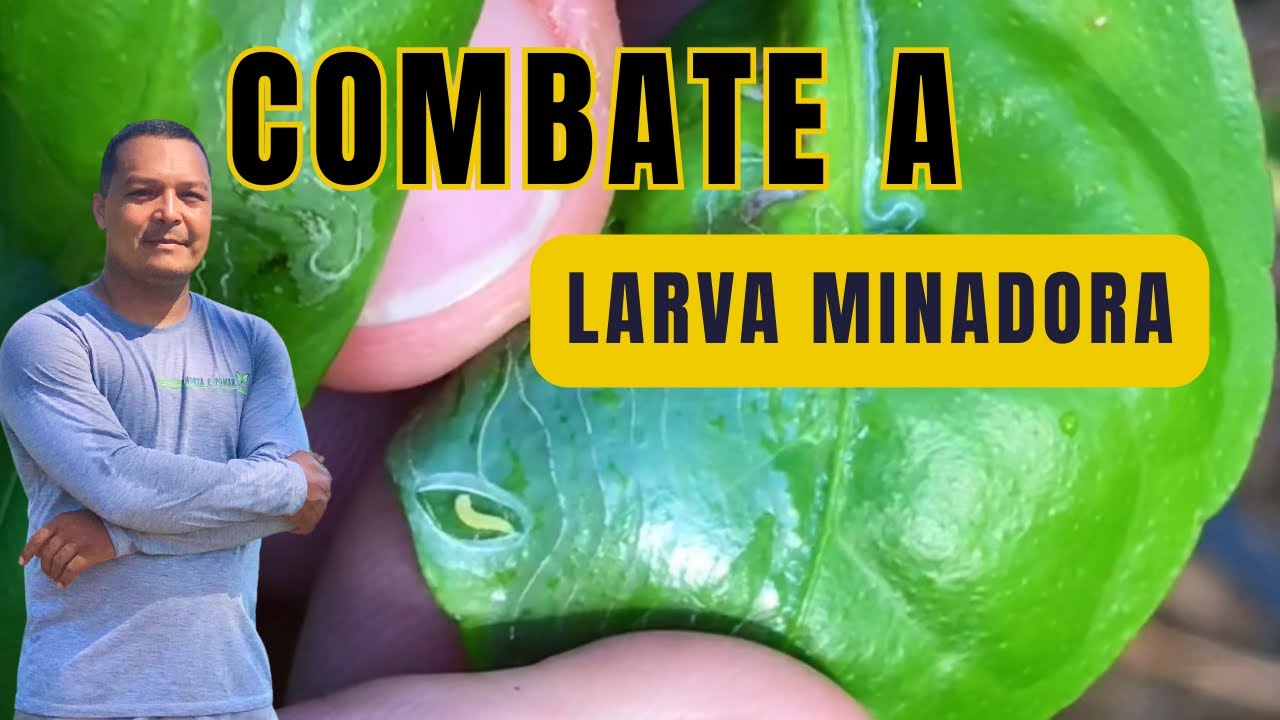 Como Eliminar a larva Minadora nos cítrus 🤔.