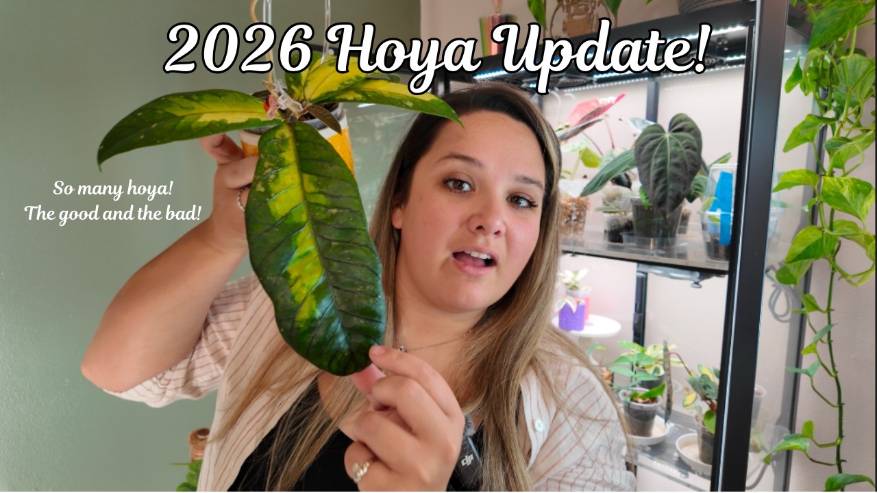 Let's Walk Through My Entire Hoya Collection | How Are They Doing? The Good And The Bad! 🌱