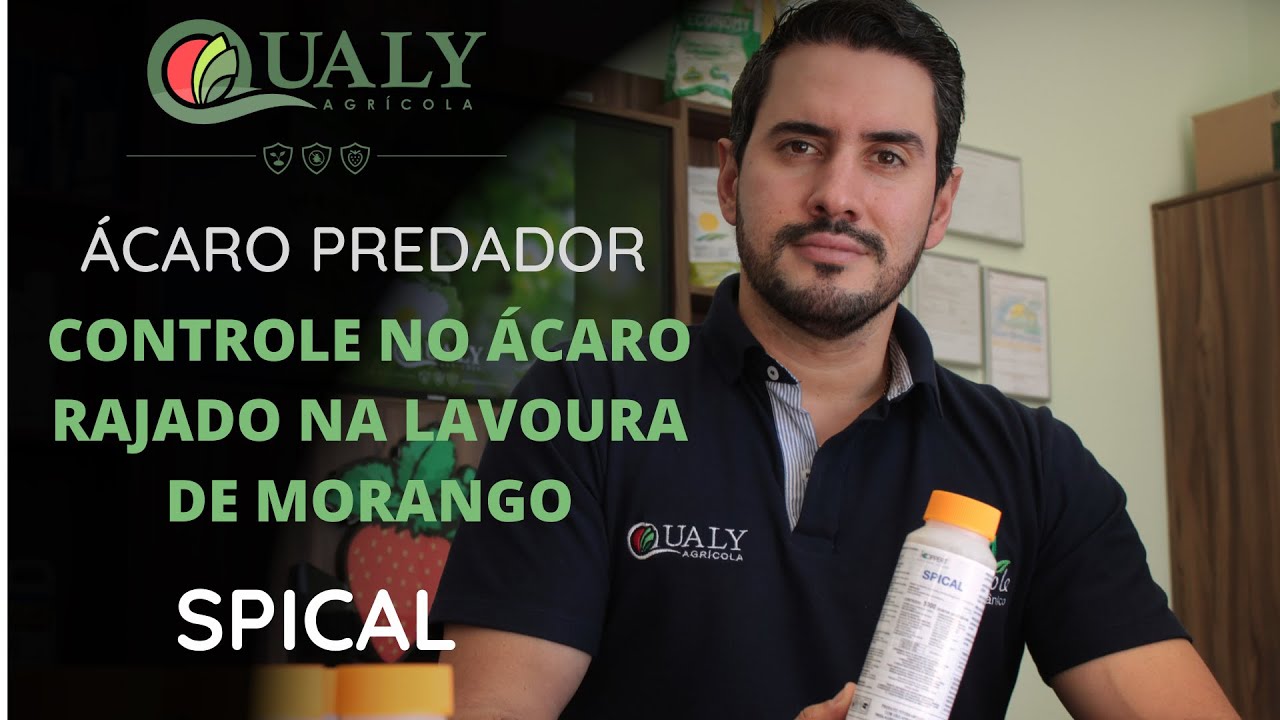 CONTROLE DO ÁCARO RAJADO NA LAVOURA DE MORANGOS - SPICAL / QUALY AGRÍCOLA
