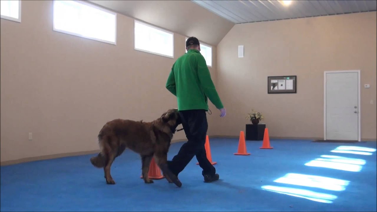 Ole (Leonberger) Boot Camp Dog Training Video