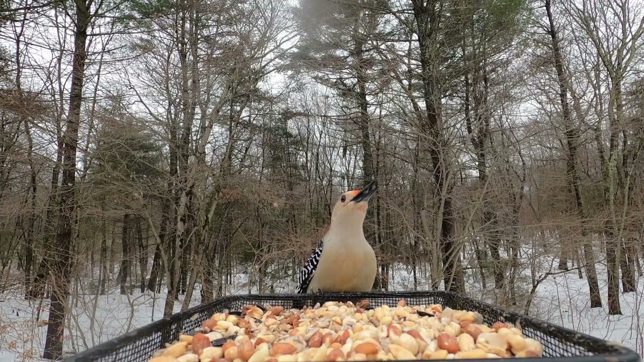 Tufted Titmice,, Blue Jays, Red-bellied Woodpecker