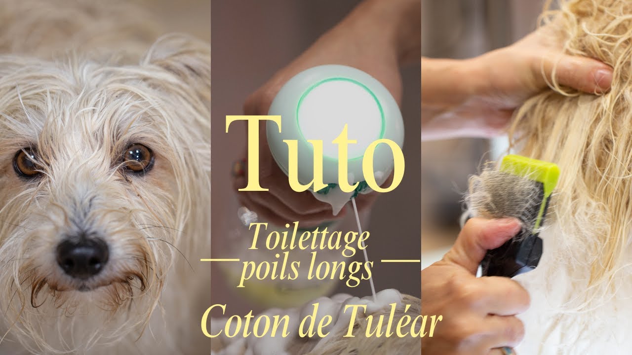 Tuto toilettage Coton de Tuléar : entretenir un poil long avec des nœuds