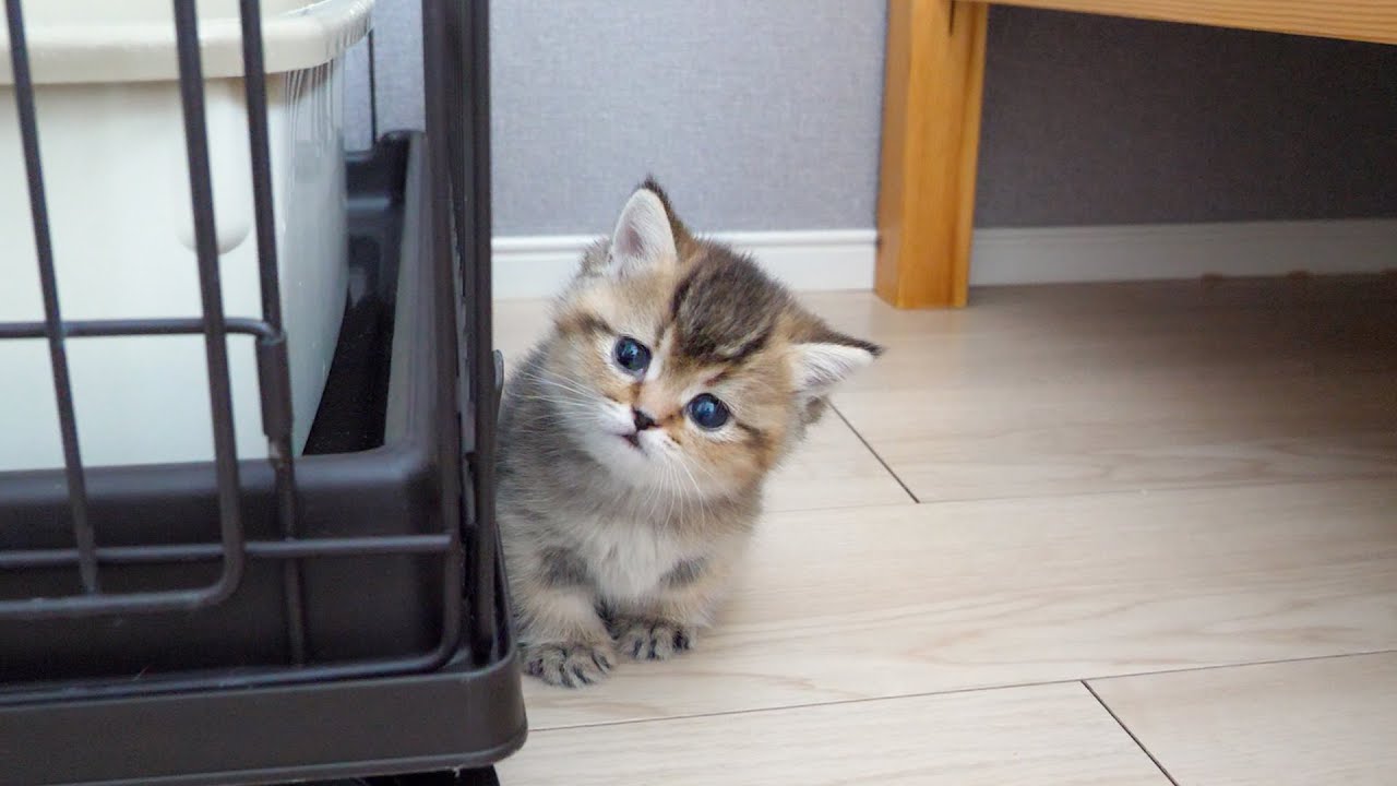 Милый котенок с завистью смотрит на свою кошку-маму, которая прижимается к своей хозяйке...