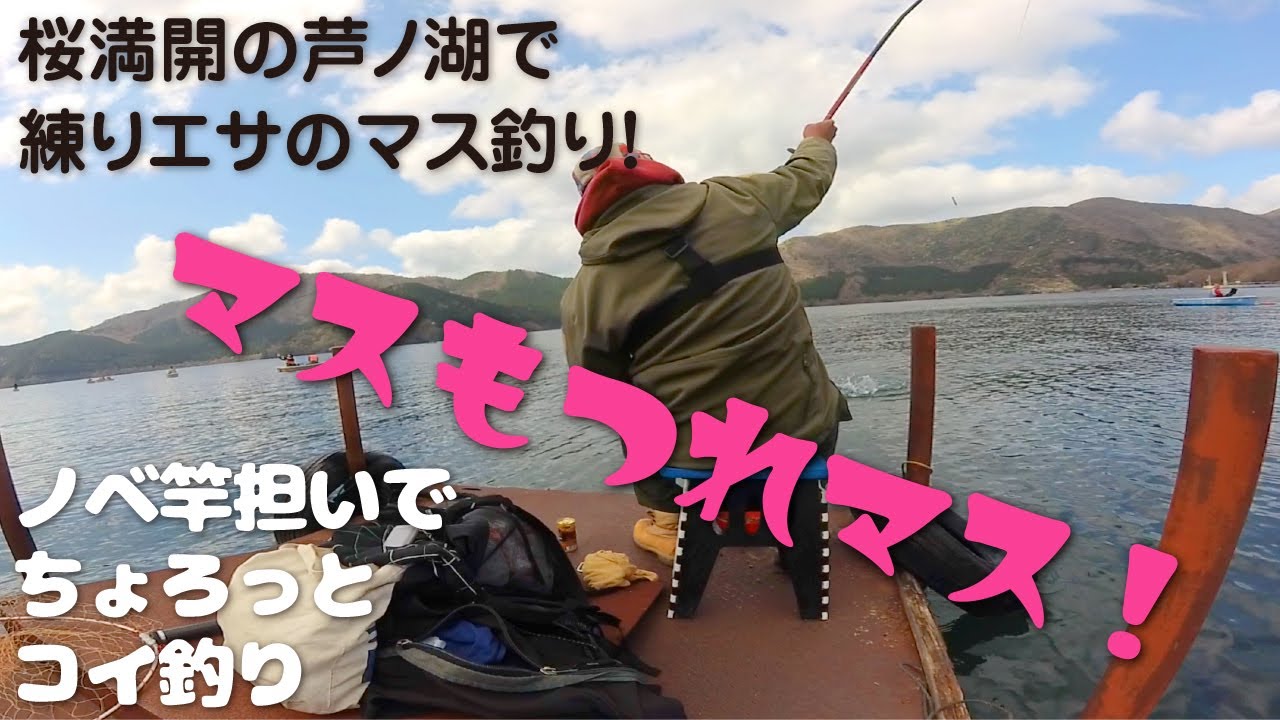【のべ竿担いで】ちょろっとマス釣り【桜満開の芦ノ湖で練りエサのマス釣り！】