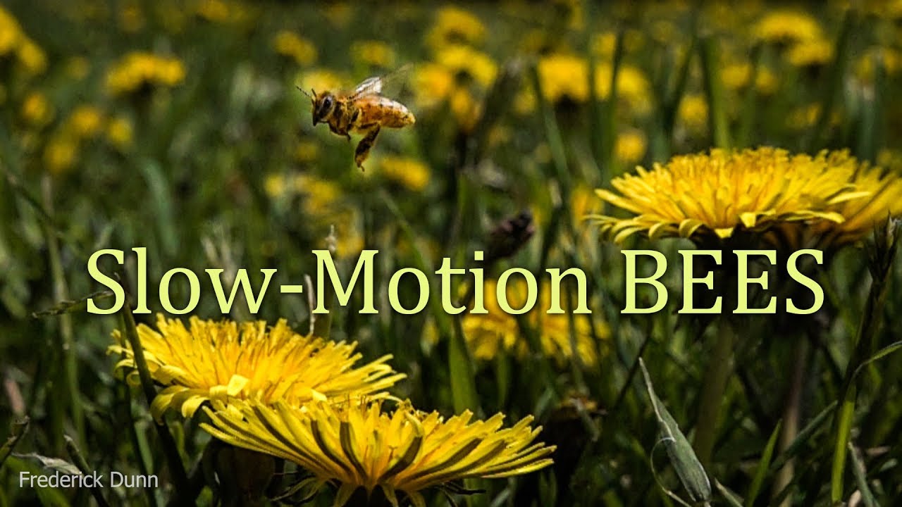 Honey Bee Slowmotion Goodness Collecting Pollen Returning Home