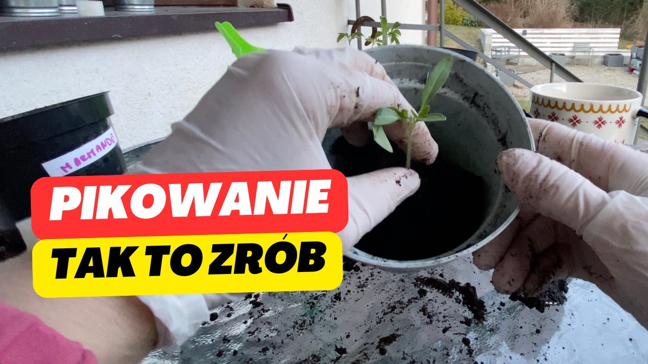 Robiłam to źle przez lata – pikowanie pomidorów